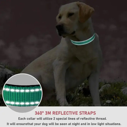 Reflective Collar